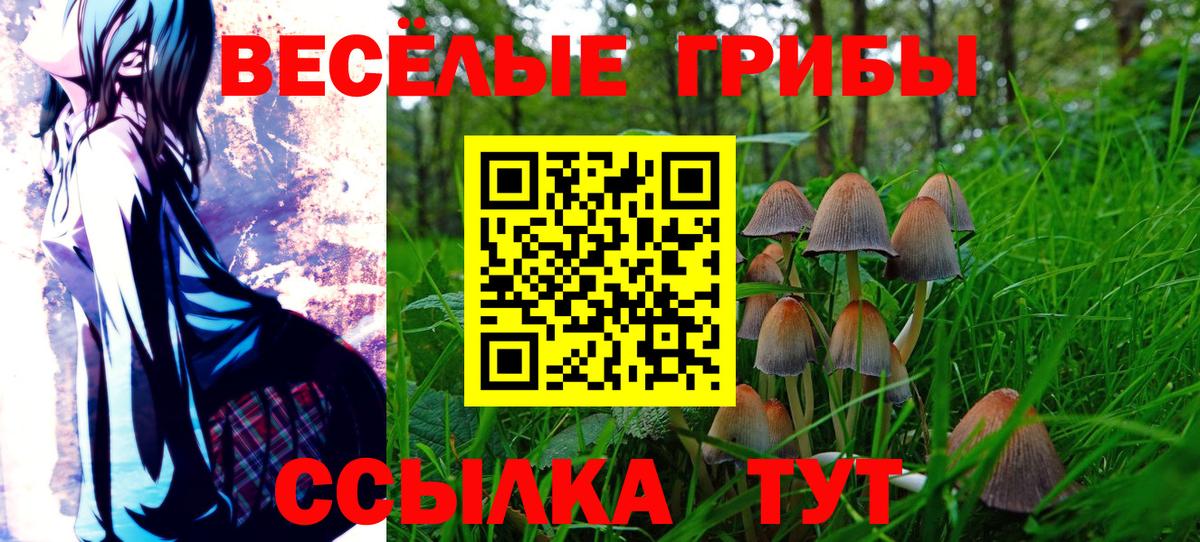Галлюциногенные грибы Psilocybine cubensis Калининград
